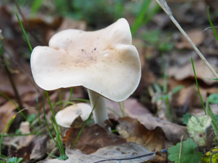 Vagevuurbos an Lippensgoed-Bulskampveld (Belgium)